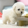 PupBot™ - Realistische Robot Puppy