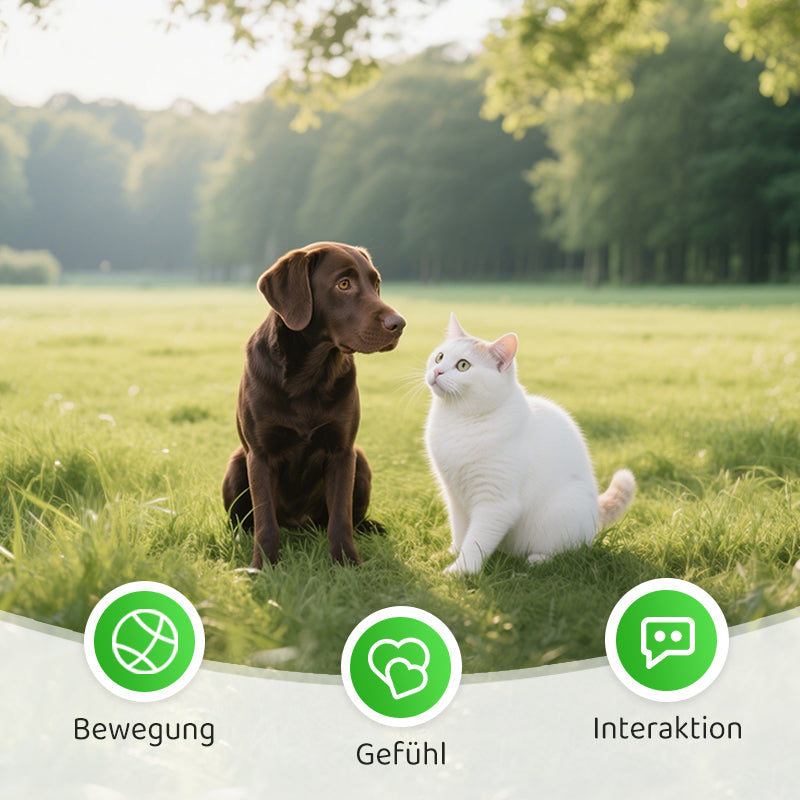 1+1 GRATIS | PurrPlay™ Opwindende Kwetsgeluid
